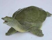 甲鱼