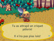 Un criquet pèlerin attrapé dans Let's Go to the City