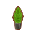 PC-FurnitureIcon-cypress plant