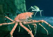 Real red king crab