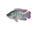 Tilapia