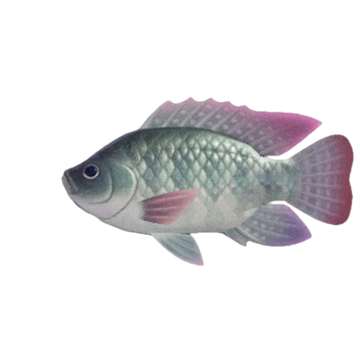 Tilapia Animal Crossing Wiki Fandom