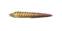 Moray Eel NH