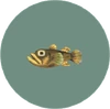 Freshwater Goby (City Folk)