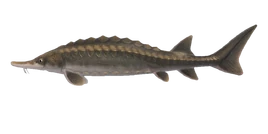 NH-Poisson-Esturgeon