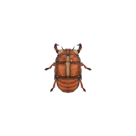 Cicada Shell NH
