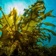 Seaweed in real life.