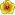 Yellowhibiscusacnl.png