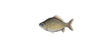 Crucian carp nh