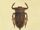 Giant water bug/Gallery