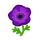 Anémone(s) mauve(s)