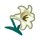NH-white lily icon.png