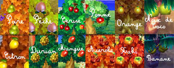 Liste des arbres fruitiers — Wikipédia