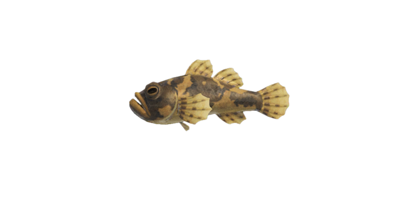 Freshwater Goby Animal Crossing Wiki Fandom