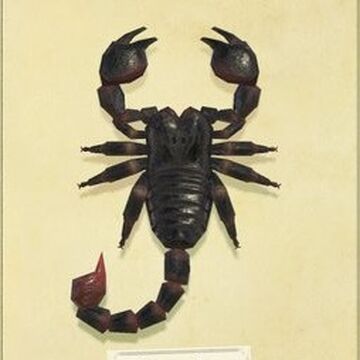 Scorpion Animal Crossing Wiki Fandom