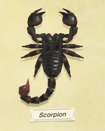 Scorpion Animal Crossing Wiki Fandom