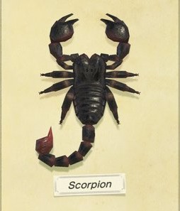 Scorpion - Wikipedia