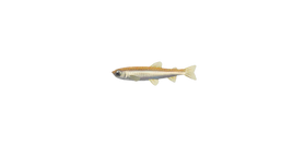 NH-Poisson-Éperlan