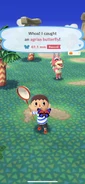 Agrias butterfly caught in Pocket Camp.