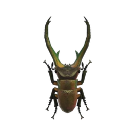 NH-Insecte-Lucane cyclommatus