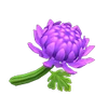 Chrysanthème violet-NH.png (12 kio) Hybride mauve