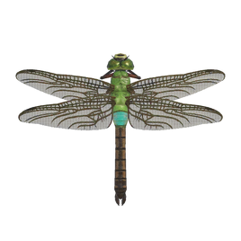 NH-Insecte-Anax napolitain