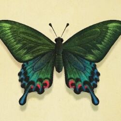 Category:Butterflies | Animal Crossing Wiki | Fandom Category:Butterflies | Animal Crossing Wiki | Fandom