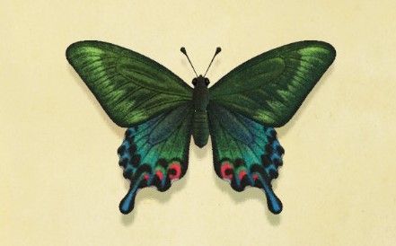 asian cartoon butterfly