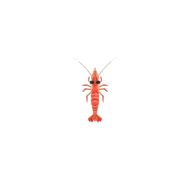 Sweet Shrimp NH