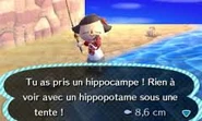 Hippo.jpg (7 kio) La pêche de l'hippocampe dans New Leaf