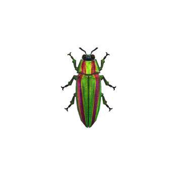 Jewel Beetle NH