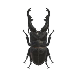 NH-Insecte-Lucane girafe