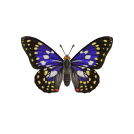 NH-Insecte-Sasakia charonda