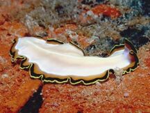 Flatworm