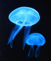 Moonjelly