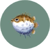 Puffer Fish (City Folk)