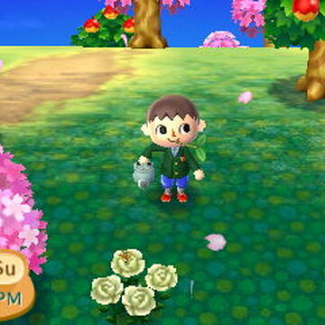 Cherry Blossom Festival Animal Crossing Wiki Fandom Cherry Blossom Festival Animal Crossing Wiki Fandom