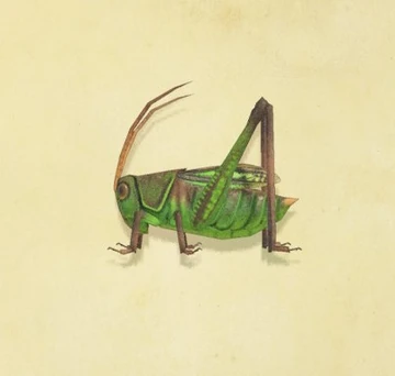 Grasshopper | Animal Crossing Wiki | Fandom