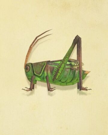 pix Grashopper Images grasshopper animal crossing wiki fandom