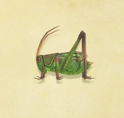 Grasshopper