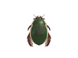 Diving beetle