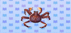 Redkingcrabpicture