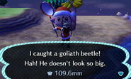 chrząszcz Goliat złapany