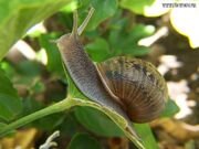 Snail eating leaf