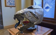 Dunkleosteus-real-life