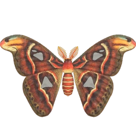 NH-Insecte-Attacus Atlas