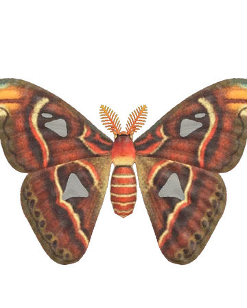 Attacus Atlas Animal Crossing Wiki Fandom Marie papillon est originaire du havre et a vécu en belgique. attacus atlas animal crossing wiki