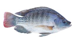 Tilapia.jpg