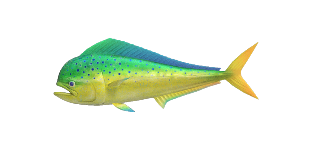 Mahi-mahi fishing - Wikipedia