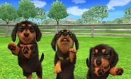 Trois teckels dans Nintendogs